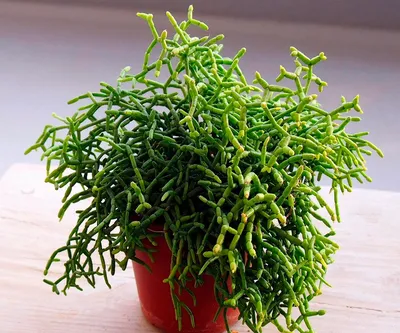 Рипсалис Клавата (Rhipsalis Clavata)