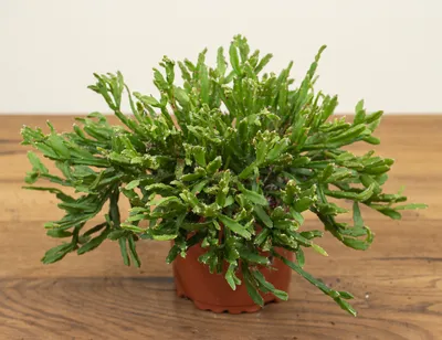 Рипсалис Гетероклада 17/30 купить в Москве с доставкой в интернет магазине  Pilea