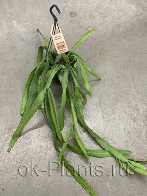 Рипсалис Шафери 17/30 купить в Москве с доставкой в интернет магазине Pilea