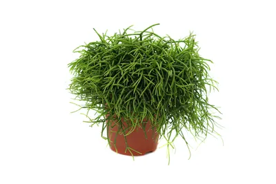 Рипсалис Rhipsalis cereuscula Суккулент Комнатное растение (ID#1368407842),  цена: 110 ₴, купить на Prom.ua