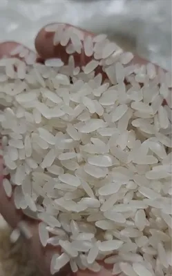 Продам рис оптом со скальда в Ташкенте ! Аланга и мустакилик —  Agro-Uzbekistan