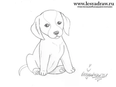 Простые рисунки карандашом животные собака (49 фото) » рисунки для срисовки  на Газ-квас.ком