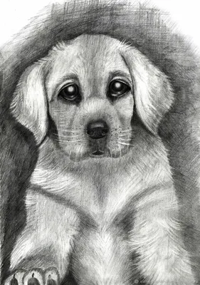 Рисунок щенка карандашом - 53 фото