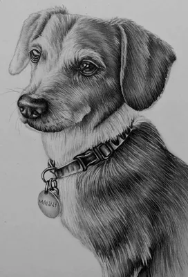 Собака дворняга рисунок карандашом - 58 фото