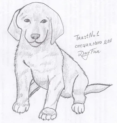 Рисунки собак карандашом для срисовки - 83 фото