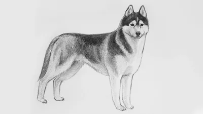 Эскиз, серый карандаш, рисунок собаки…» — создано в Шедевруме
