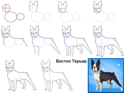 Маленькие рисунки животных простым карандашом (48 фото) » рисунки для  срисовки на Газ-квас.ком