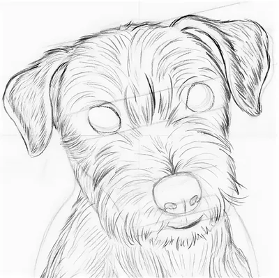 Пин от пользователя Tanay Kulkova. на доске Быстрое сохранение | Рисунок  собаки, Рисовать, Рисунки животных