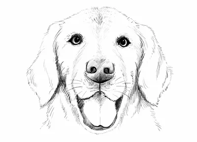 ▭ Рисунки Собак простым карандашом▭ | ВКонтакте