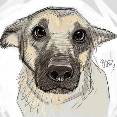 Рисунки для срисовки карандашом 🥝 очень простые и крутые, чтобы легко  срисовывать | Cute animal drawings, Cute dog drawing, Cartoon drawings of  animals