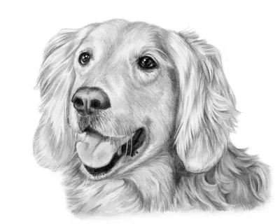 Рисунки собак карандашом легкие маленькие (28 шт)
