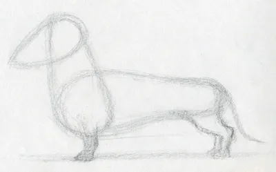 Как нарисовать собаку карандашом и не только - поэтапные инструкции