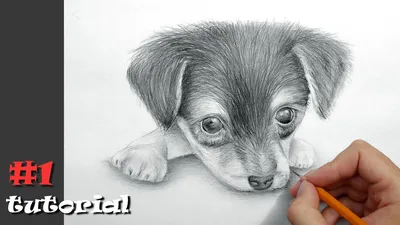 Рисунки животных для срисовки (90 фото)