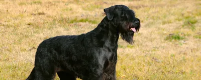 Ризеншнауцер собака: фото, характер, описание породы