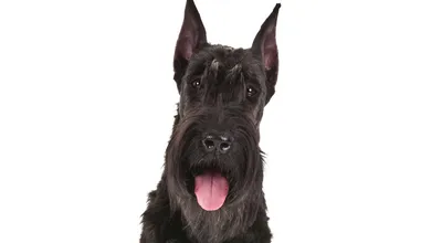 Ризеншнауцер (Riesenschnauzer) - это очень умные и преданные своей семье  собаки. Фото, описание, отзывы о породе.