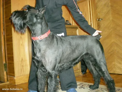 Фотографии Ризеншнауцер Собаки Черный животное 1ZOOM