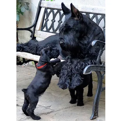 Пропала собака породы ризеншнауцер, кличка Гаяр . 2-Падь. 89147579854  #ХвостикиСахалин #Сахалин #Животные #Собаки #Кошки #Щенки #Котята… |  Instagram