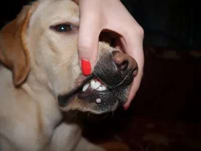 Папиллома у собак | Лечение | Как удалить. - YouTube