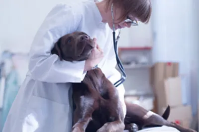 Папилломы (бородавки) у собак: фото, лечение и причины развития папиллом