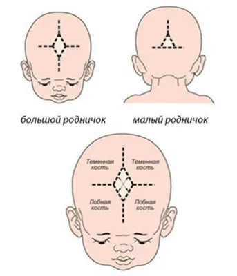 Родничок у малыша. Все, что нужно знать о родничке молодым родителям -  Статьи - Клиника «C Нуля» (Здоровая семья)