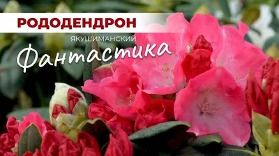 Рододендрон якушиманский Фантастика, купить саженцы рододендрона  якушиманского фантастика в Москве в питомнике недорого!