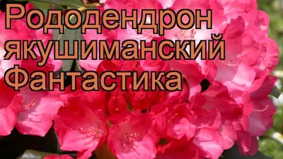 Рододендрон якушиманский Фантастика