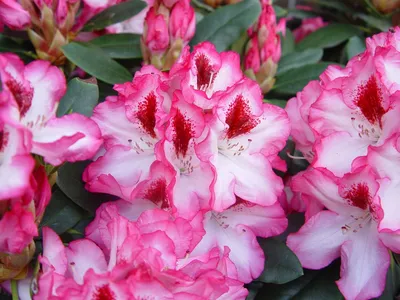 РОДОДЕНДРОН ЯКУШИМАНСКИЙ (Rhododendron yakushimanum) | ВКонтакте