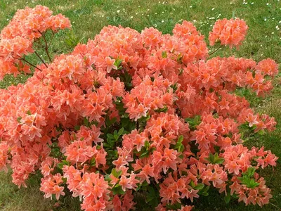 Купить Рододендрон японский оранжевый Rhododendron japonicum - в питомнике  Флорини