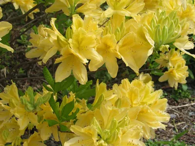 Коллекционный объект БСИ ДВО РАН: Rhododendron japonicum var. aureum (Рододендрон  японский форма желтая)