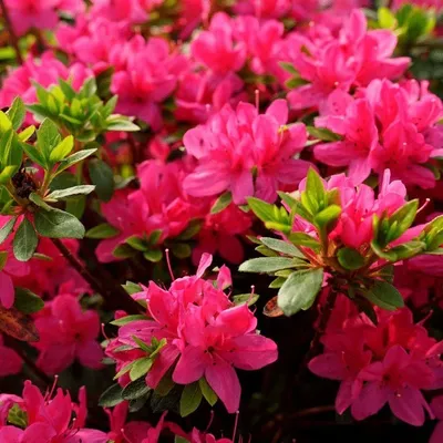 Рододендрон японский \"Geisha Rosa\" купить в питомнике растений с доставкой  по Самаре и Самарской области, саженцы, выращивание, посадка и уход