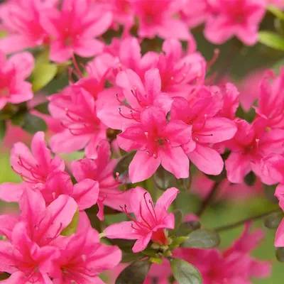 Рододендрон японский \"Geisha Rosa\" купить в питомнике растений с доставкой  по Самаре и Самарской области, саженцы, выращивание, посадка и уход