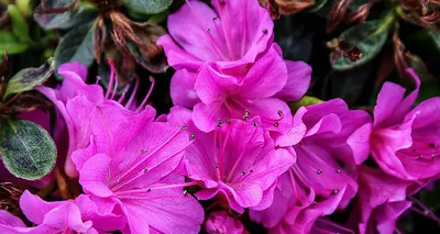 Рододендрон японский Фумико Rhododendron Japanese Azalea 'Geisha Purple' |  Питомник Тайга
