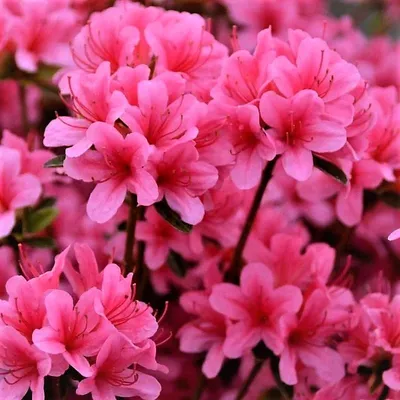 Рододендрон японский (азалия) Сильвестер (Rhododendron Silvester) Р9  заказать по почте в питомнике DREVO •1416233825
