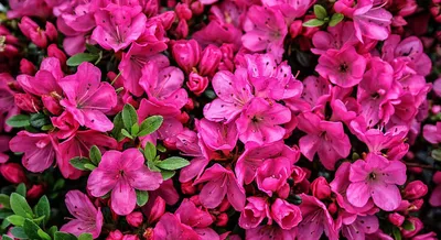 Рододендрон японская — азалия японская Анна Франк Rhododendron Japanese  Azalea 'Anne Frank' | Питомник Тайга