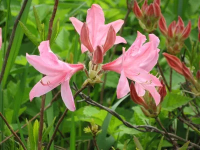 Рододендрон Японский розовый Japonicum семена купить недорого