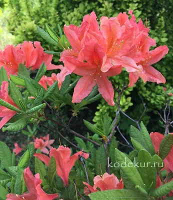 Рододендрон японский (азалия) Сильвестер (Rhododendron Silvester) Р9  (ID#1414657549), цена: 95 ₴, купить на Prom.ua