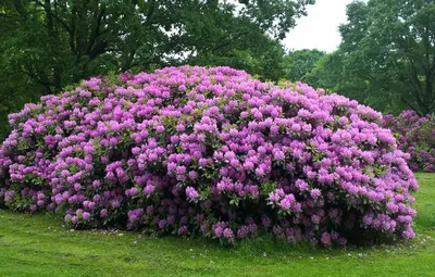 Рододендрон катевбинский, вечнозеленый, Rhododendron catawbiense