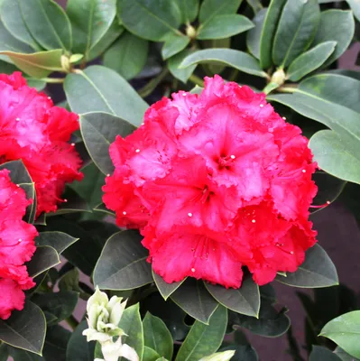 Рододендрон вечнозеленый Матадор. (Rhododendron hybrid Matador) C7,5 купить  в интернет-магазине ЦВІТСАД с доставкой по Украине