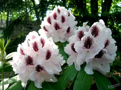 Рододендрон гибридный Кальсап (Rhododendron Calsap) - описание сорта, фото,  саженцы, посадка, особенности ухода. Дачная энциклопедия.