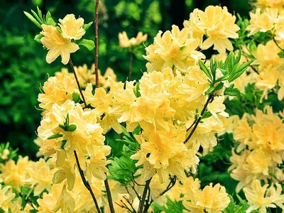 Рододендрон японский (желтый) | Атлас × Растений