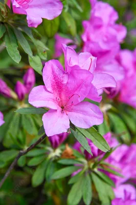 Цветы весенние фотографии рисунок рододендрон Фон И картинка для бесплатной  загрузки - Pngtree