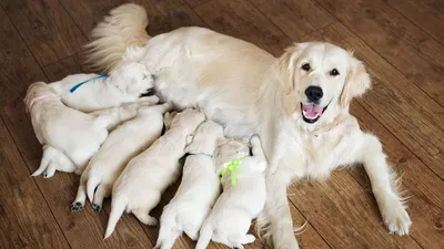 Birth of puppies. Help the dog. ✓ 🔥🔥🔥 - YouTube