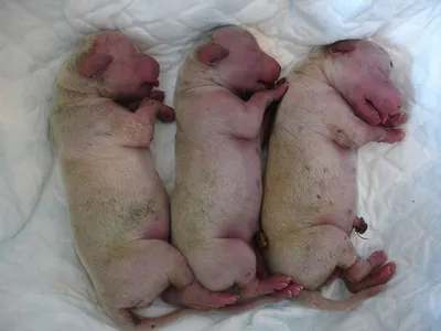 Как собаки рожают щенков? | Беременность и вспоможение принятие родов у  собак | Сколько щениться сука?
