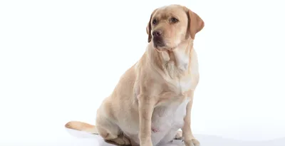 Лечение ложной щенности у собак: практика применения препарата Антилакт