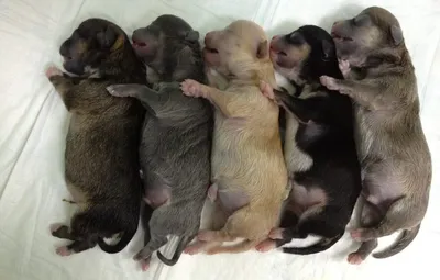 Как собаки рожают щенков? | Беременность и вспоможение принятие родов у  собак | Сколько щениться сука?