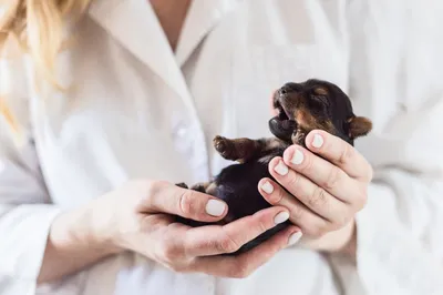 Беременности у собак: признаки, этапы протекания, уход - советы и  рекомендации от специалистов Зоодом Бегемот