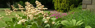 Роджерсия гибридная Bronze Peacock - Роджерсия - GardenPlants