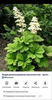 Роджерсия конскокаштанолистная (Rodgersia aesculifolia) - купить саженцы в  Минске и Беларуси