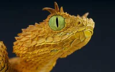 Фото Рогатая гадюка: мистическая змея