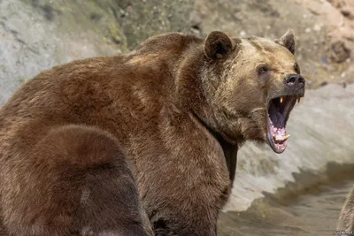 Скачать фото медведя: выберите размер и формат изображения